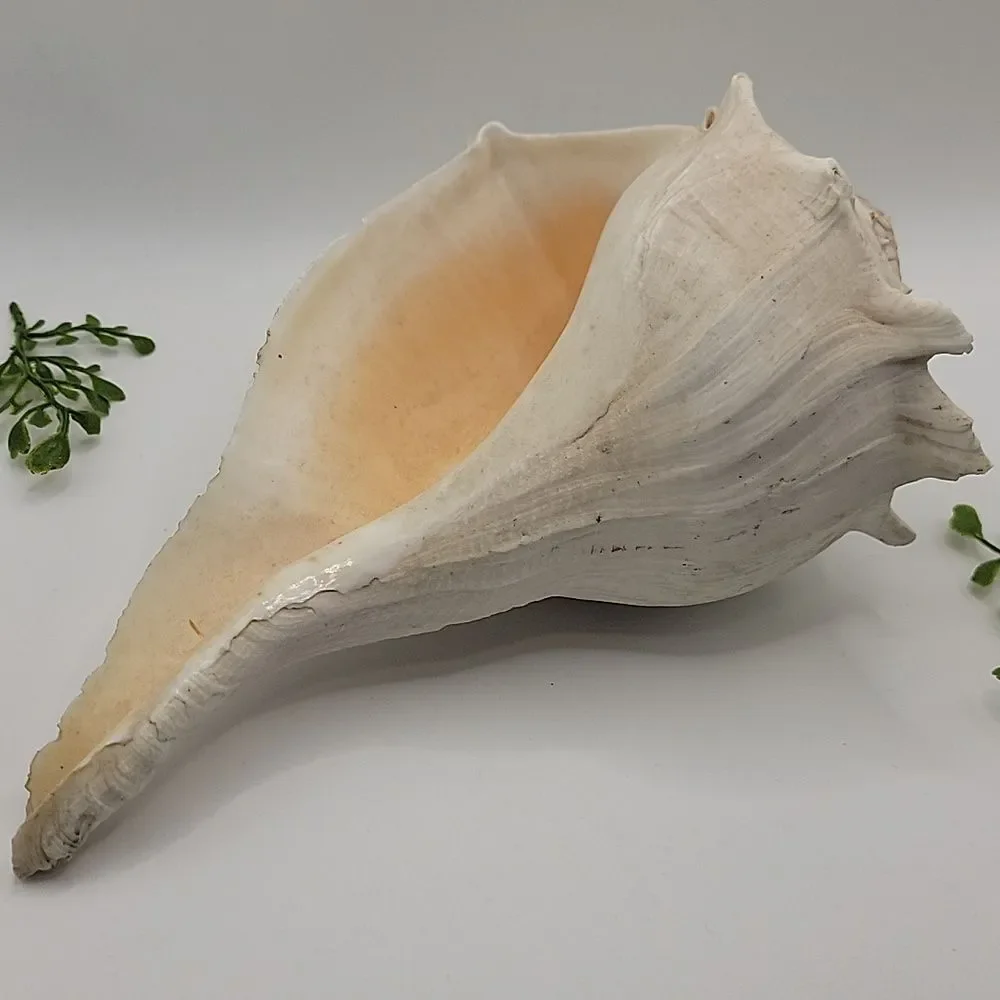 Vintage Conch Shell Left Handed Lightning Welk Coastal Decor